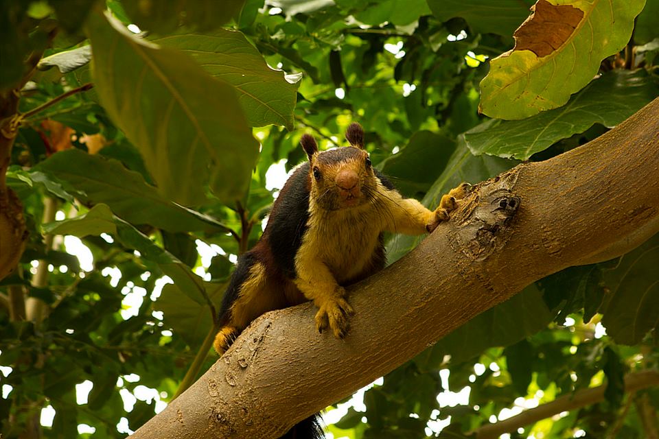 Malabar Giant Squirrel, icons of anamalais, pollachi papyrus, squirrel, western ghats, valparai, topslip, manomboly, chinnar, anamalai tiger reserve, sethumadai, wildlife photography, ratufa indica, 