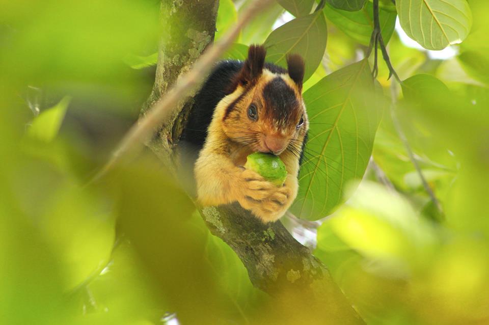 Malabar Giant Squirrel, icons of anamalais, pollachi papyrus, squirrel, western ghats, valparai, topslip, manomboly, chinnar, anamalai tiger reserve, sethumadai, wildlife photography, ratufa indica,