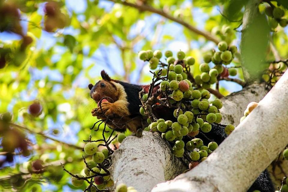 Malabar Giant Squirrel, icons of anamalais, pollachi papyrus, squirrel, western ghats, valparai, topslip, manomboly, chinnar, anamalai tiger reserve, sethumadai, wildlife photography, ratufa indica,