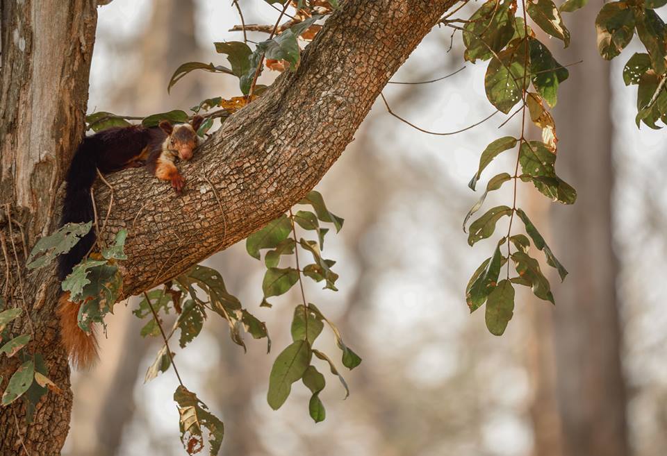 Malabar Giant Squirrel, icons of anamalais, pollachi papyrus, squirrel, western ghats, valparai, topslip, manomboly, chinnar, anamalai tiger reserve, sethumadai, wildlife photography, ratufa indica,