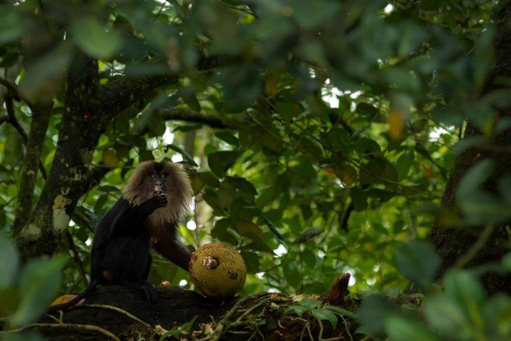 lion tailed macaque, ltm, macaque, jack fruit, jackfruit, malabar giant squirrel, valparai, anamalai tiger reserve, anamalais, pollachi, pollachi papyrus, asian elephant, conservation, wildlife, interaction, flying squirrel, sambar, barking deer, rainforest, tropical forest