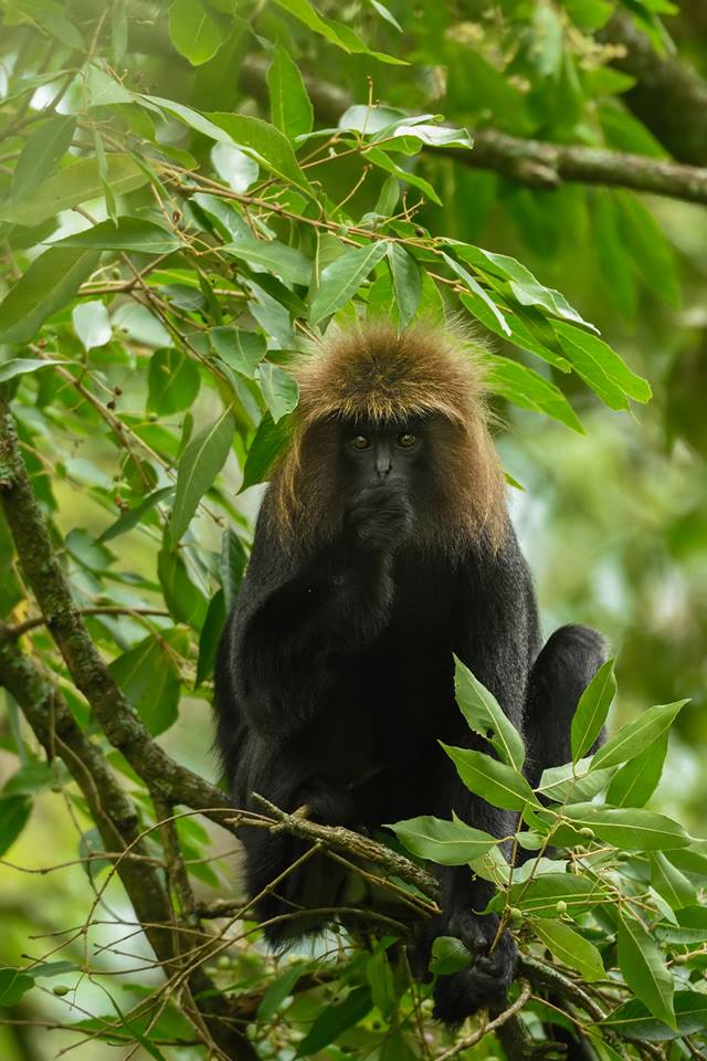 nilgiri langur, icons of anamalais, pollachi, valparai, topslip, chinnar, anamalai tiger reserve, parambikulam, monkey, langur, wildlife, conservation, pollachi papyrus, arvind ramamurthy,