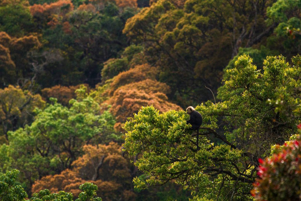 nilgiri langur, icons of anamalais, pollachi, valparai, topslip, chinnar, anamalai tiger reserve, parambikulam, monkey, langur, wildlife, conservation, pollachi papyrus, arvind ramamurthy,