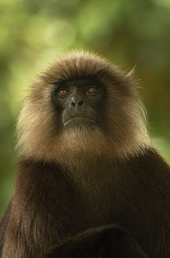 nilgiri langur, icons of anamalais, pollachi, valparai, topslip, chinnar, anamalai tiger reserve, parambikulam, monkey, langur, wildlife, conservation, pollachi papyrus, arvind ramamurthy,