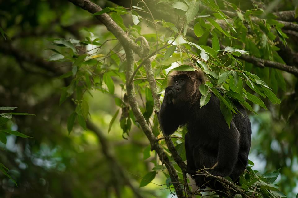 nilgiri langur, icons of anamalais, pollachi, valparai, topslip, chinnar, anamalai tiger reserve, parambikulam, monkey, langur, wildlife, conservation, pollachi papyrus, arvind ramamurthy,