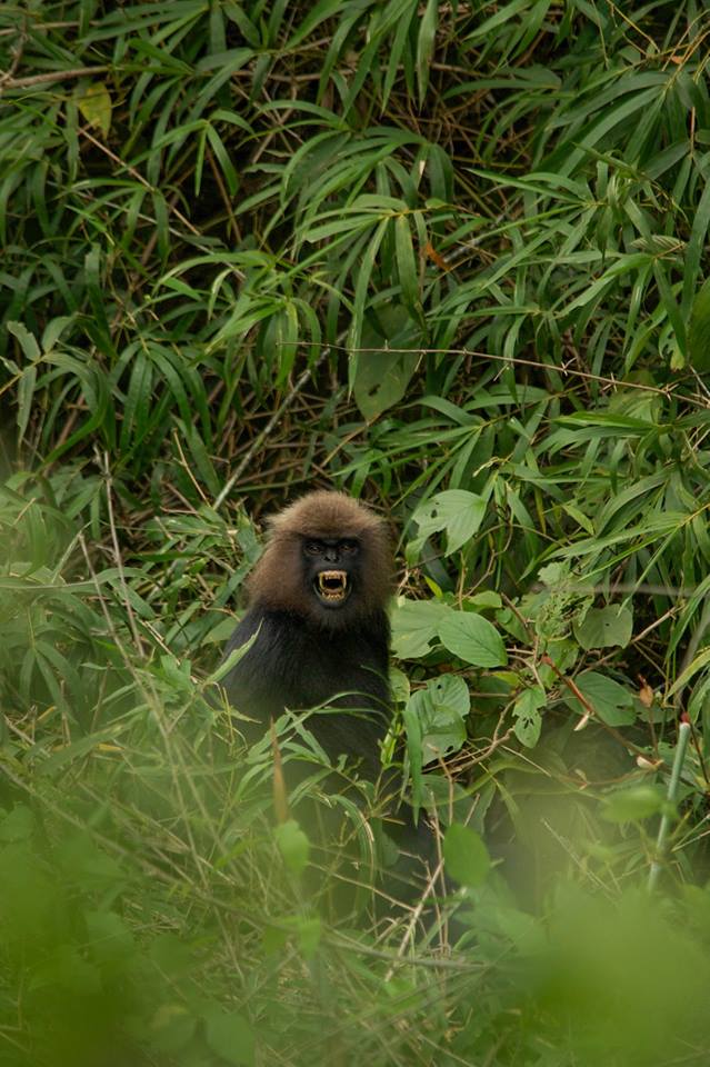 nilgiri langur, icons of anamalais, pollachi, valparai, topslip, chinnar, anamalai tiger reserve, parambikulam, monkey, langur, wildlife, conservation, pollachi papyrus, arvind ramamurthy,