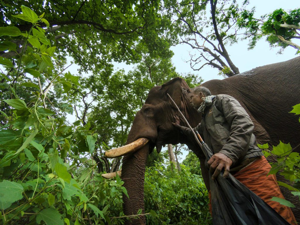 people of pollachi, kaleem, kumki, asian elephant, topslip, anamalai tiger reserve, captive elephant, tusker, anamalais, valparai, wildlife tour, responsible tourism, thadam experiences