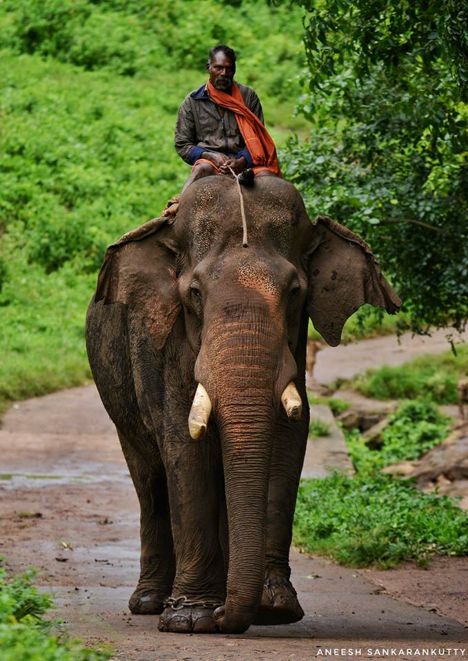 people of pollachi, kaleem, kumki, asian elephant, topslip, anamalai tiger reserve, captive elephant, tusker, anamalais, valparai, wildlife tour, responsible tourism, thadam experiences