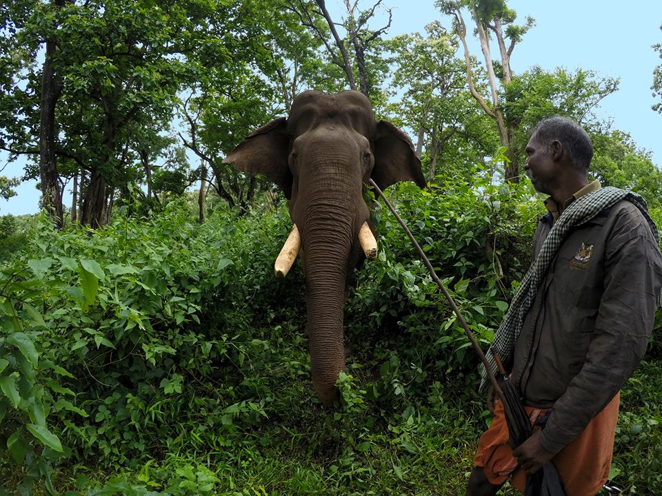 people of pollachi, kaleem, kumki, asian elephant, topslip, anamalai tiger reserve, captive elephant, tusker, anamalais, valparai, wildlife tour, responsible tourism, thadam experiences