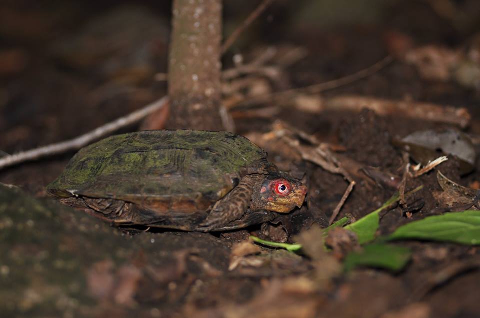 forest cane turtle, cochin cane turtle, cane turtle, topslip, anamalai tiger reserve, pollachi papyrus, icons of anamalais, valparai, ncf, shankar raman, western ghats, conservation, rainforest