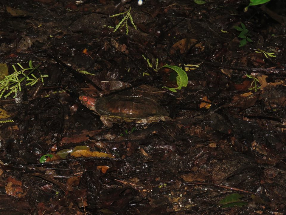 forest cane turtle, cochin cane turtle, cane turtle, topslip, anamalai tiger reserve, pollachi papyrus, icons of anamalais, valparai, ncf, shankar raman, western ghats, conservation, rainforest