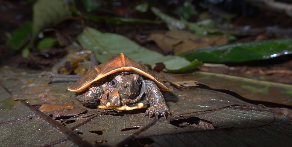 forest cane turtle, cochin cane turtle, cane turtle, topslip, anamalai tiger reserve, pollachi papyrus, icons of anamalais, valparai, ncf, shankar raman, western ghats, conservation, rainforest