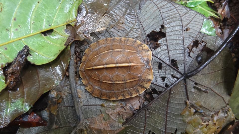 forest cane turtle, cochin cane turtle, cane turtle, topslip, anamalai tiger reserve, pollachi papyrus, icons of anamalais, valparai, ncf, shankar raman, western ghats, conservation, rainforest