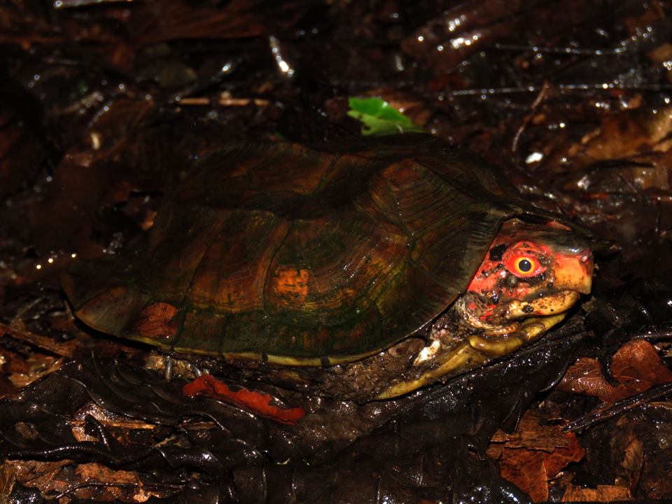 forest cane turtle, cochin cane turtle, cane turtle, topslip, anamalai tiger reserve, pollachi papyrus, icons of anamalais, valparai, ncf, shankar raman, western ghats, conservation, rainforest