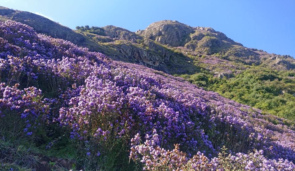 neela kurinji, Strobilanthes kunthianus, nilgiris, ooty, kalhatty, coonoor, kotagiri, tamilnadu, trekking, wildlife tours, pollachi papyrus, thadam experiences, sunset, bloom, purple hills, purple bloom, munnar, western ghats, monsoon, medanaadu