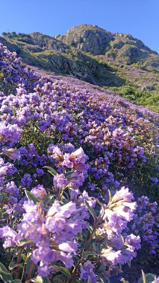 neela kurinji, Strobilanthes kunthianus, nilgiris, ooty, kalhatty, coonoor, kotagiri, tamilnadu, trekking, wildlife tours, pollachi papyrus, thadam experiences, sunset, bloom, purple hills, purple bloom, munnar, western ghats, monsoon, medanaadu