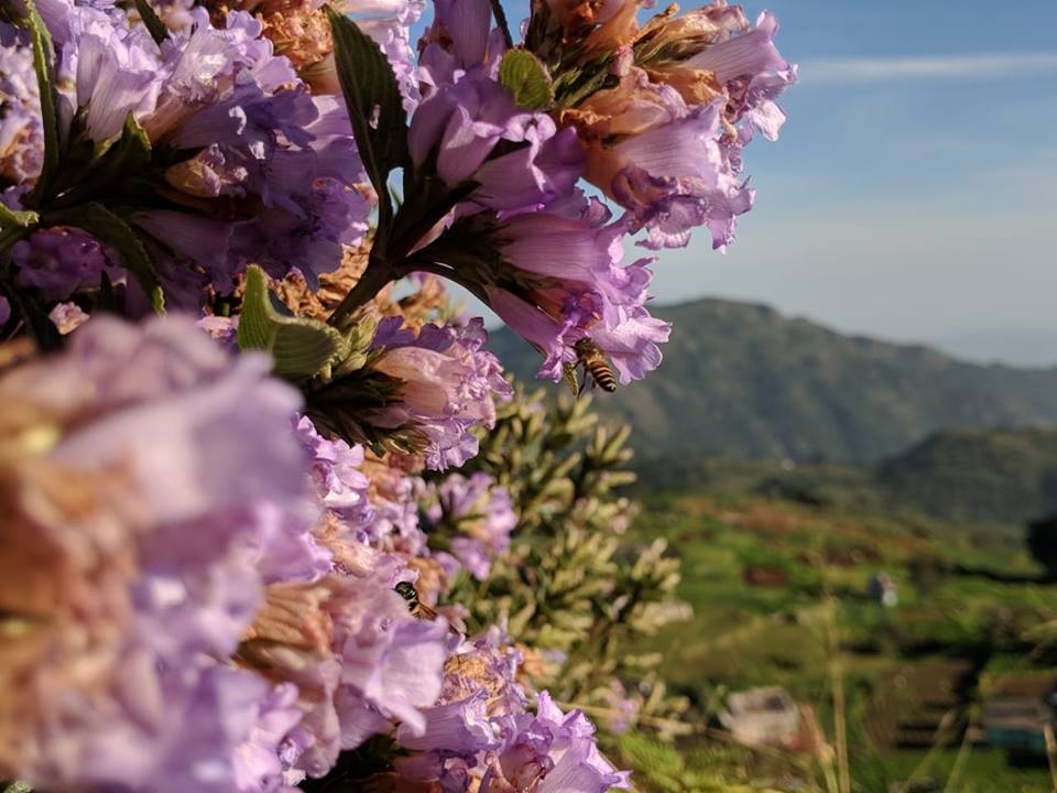 neela kurinji, Strobilanthes kunthianus, nilgiris, ooty, kalhatty, coonoor, kotagiri, tamilnadu, trekking, wildlife tours, pollachi papyrus, thadam experiences, sunset, bloom, purple hills, purple bloom, munnar, western ghats, monsoon, medanaadu