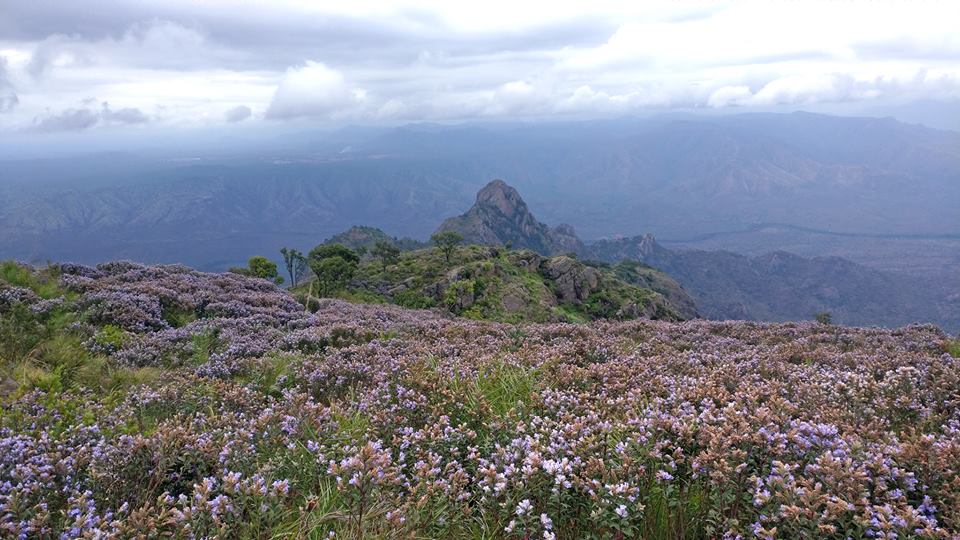 neela kurinji, Strobilanthes kunthianus, nilgiris, ooty, kalhatty, coonoor, kotagiri, tamilnadu, trekking, wildlife tours, pollachi papyrus, thadam experiences, sunset, bloom, purple hills, purple bloom, munnar, western ghats, monsoon, medanaadu