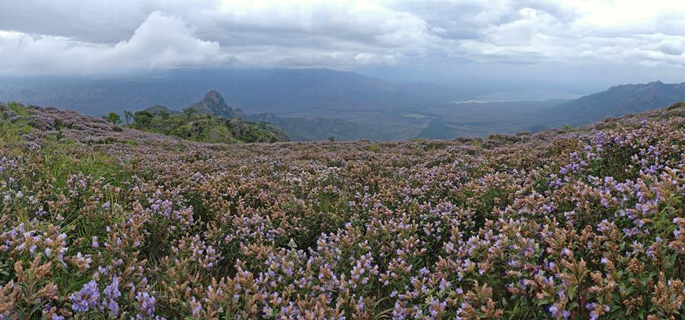 neela kurinji, Strobilanthes kunthianus, nilgiris, ooty, kalhatty, coonoor, kotagiri, tamilnadu, trekking, wildlife tours, pollachi papyrus, thadam experiences, sunset, bloom, purple hills, purple bloom, munnar, western ghats, monsoon, medanaadu