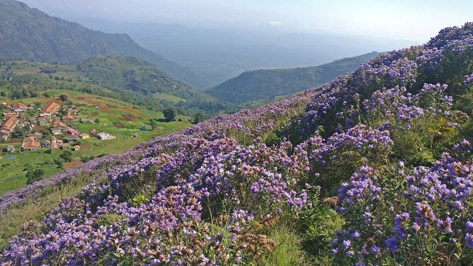 neela kurinji, Strobilanthes kunthianus, nilgiris, ooty, kalhatty, coonoor, kotagiri, tamilnadu, trekking, wildlife tours, pollachi papyrus, thadam experiences, sunset, bloom, purple hills, purple bloom, munnar, western ghats, monsoon, medanaadu