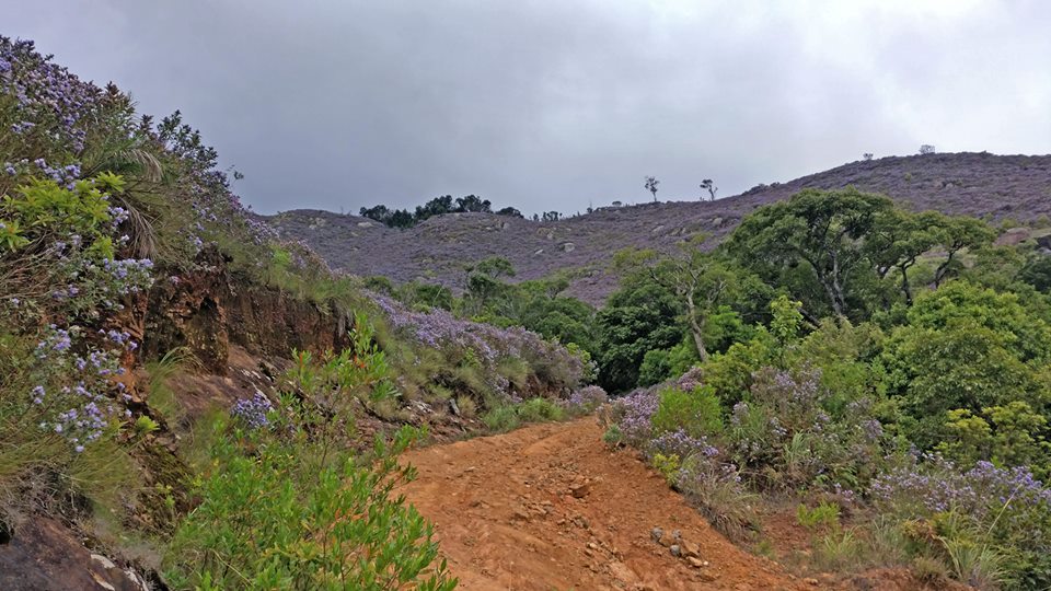 neela kurinji, Strobilanthes kunthianus, nilgiris, ooty, kalhatty, coonoor, kotagiri, tamilnadu, trekking, wildlife tours, pollachi papyrus, thadam experiences, sunset, bloom, purple hills, purple bloom, munnar, western ghats, monsoon, medanaadu