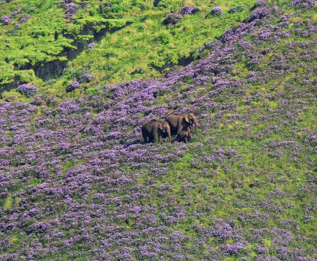 neela kurinji, Strobilanthes kunthianus, nilgiris, ooty, kalhatty, coonoor, kotagiri, tamilnadu, trekking, wildlife tours, pollachi papyrus, thadam experiences, sunset, bloom, purple hills, purple bloom, munnar, western ghats, monsoon, medanaadu