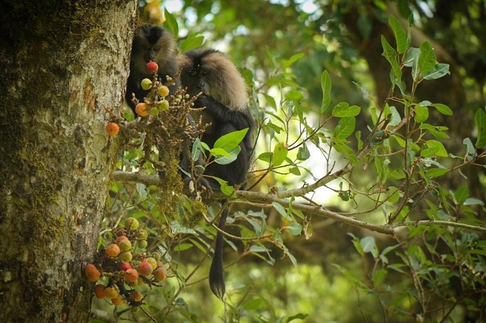 ficus racemosa, Ficus anamalaiensis, Ficus Microcarpa, figs, fruits, trees, anamalais, anamalai tiger reserve, pollachi papyrus, pollachi, western ghats, endemic, wildlife, bio diversity, nature, valparai, topslip, pollachi