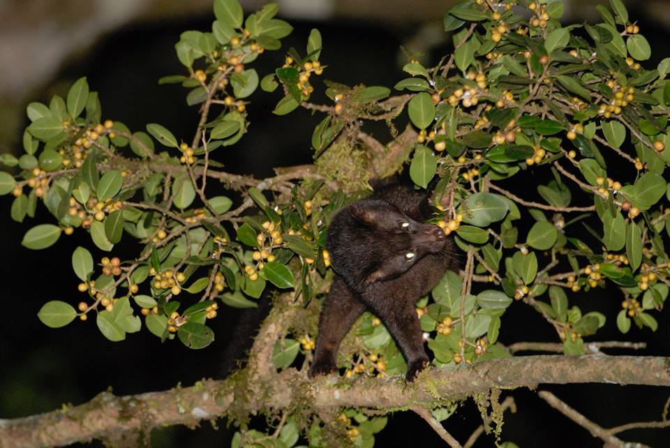 ficus roxburghii, ficus racemosa, Ficus anamalaiensis, Ficus Microcarpa, figs, fruits, trees, anamalais, anamalai tiger reserve, pollachi papyrus, pollachi, western ghats, endemic, wildlife, bio diversity, nature, valparai, topslip, pollachi, parasitic wasps, 