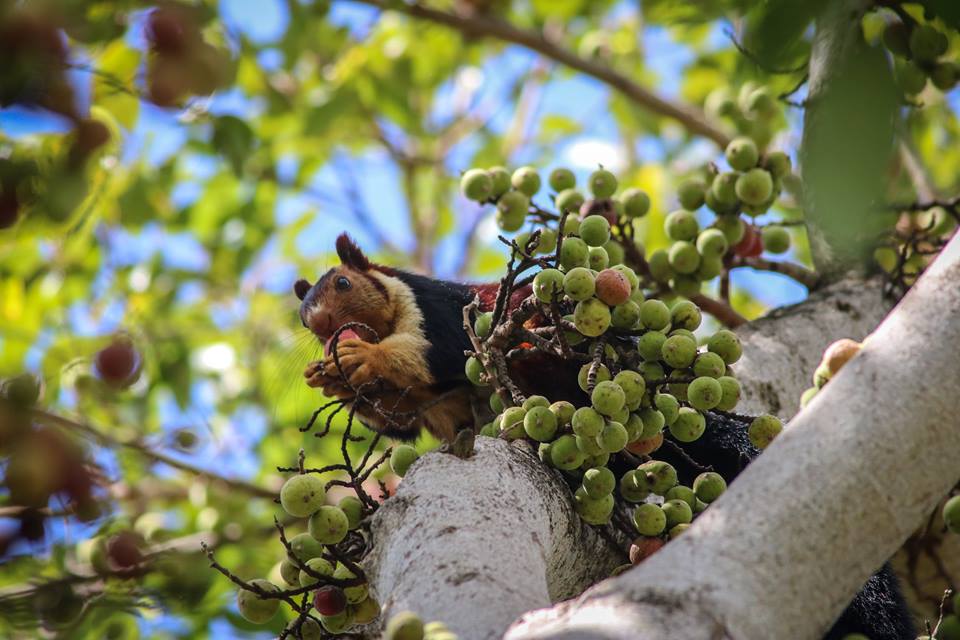 ficus roxburghii, ficus racemosa, Ficus anamalaiensis, Ficus Microcarpa, figs, fruits, trees, anamalais, anamalai tiger reserve, pollachi papyrus, pollachi, western ghats, endemic, wildlife, bio diversity, nature, valparai, topslip, pollachi, parasitic wasps, 