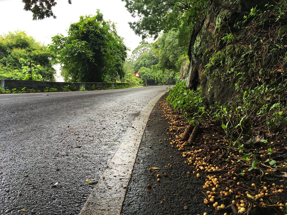 ficus roxburghii, ficus racemosa, Ficus anamalaiensis, Ficus Microcarpa, figs, fruits, trees, anamalais, anamalai tiger reserve, pollachi papyrus, pollachi, western ghats, endemic, wildlife, bio diversity, nature, valparai, topslip, pollachi, parasitic wasps, 