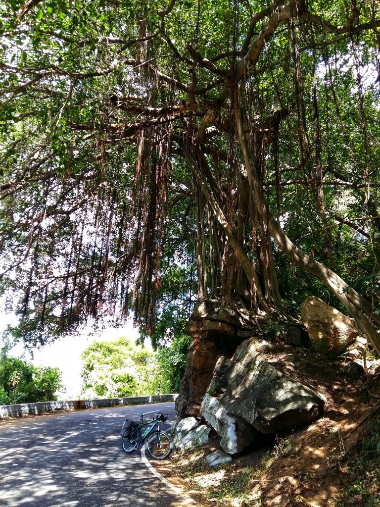 ficus racemosa, Ficus anamalaiensis, Ficus Microcarpa, figs, fruits, trees, anamalais, anamalai tiger reserve, pollachi papyrus, pollachi, western ghats, endemic, wildlife, bio diversity, nature, valparai, topslip, pollachi