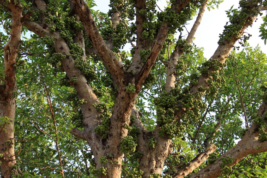 ficus roxburghii, ficus racemosa, Ficus anamalaiensis, Ficus Microcarpa, figs, fruits, trees, anamalais, anamalai tiger reserve, pollachi papyrus, pollachi, western ghats, endemic, wildlife, bio diversity, nature, valparai, topslip, pollachi, parasitic wasps, 