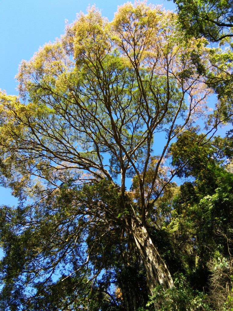 Ficus Microcarpa, figs, fruits, trees, anamalais, anamalai tiger reserve, pollachi papyrus, pollachi, western ghats, endemic, wildlife, bio diversity, nature, valparai, topslip, pollachi