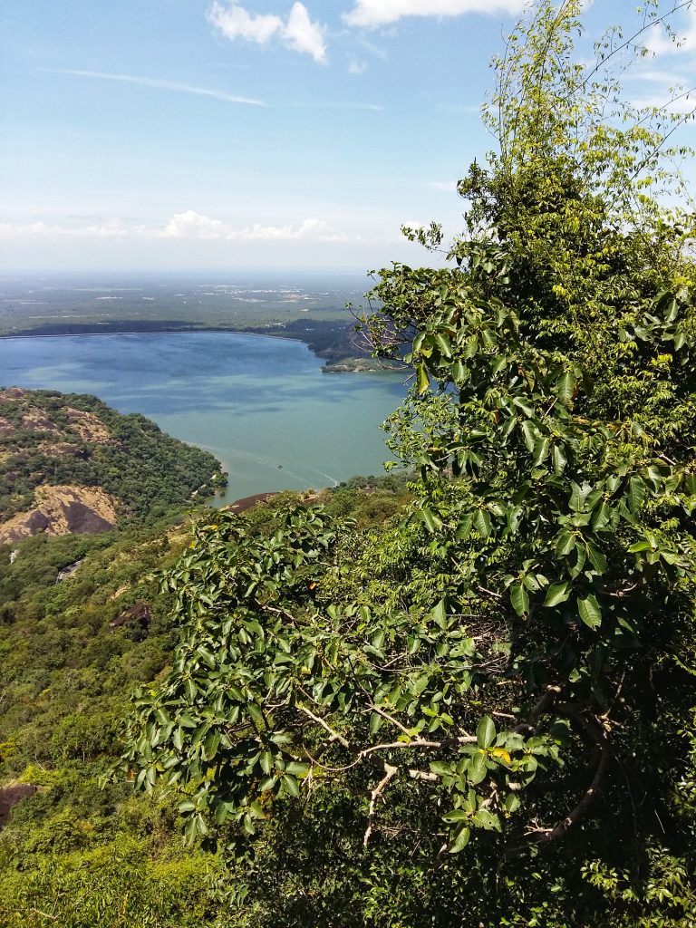 Ficus Microcarpa, figs, fruits, trees, anamalais, anamalai tiger reserve, pollachi papyrus, pollachi, western ghats, endemic, wildlife, bio diversity, nature, valparai, topslip, pollachi