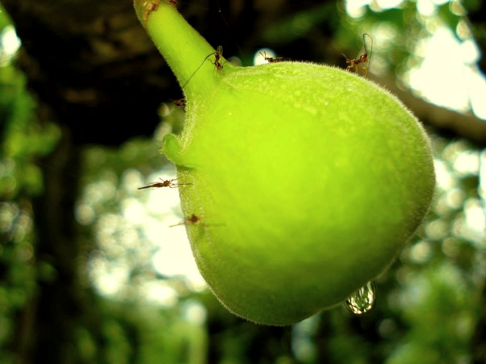 ficus roxburghii, ficus racemosa, Ficus anamalaiensis, Ficus Microcarpa, figs, fruits, trees, anamalais, anamalai tiger reserve, pollachi papyrus, pollachi, western ghats, endemic, wildlife, bio diversity, nature, valparai, topslip, pollachi, parasitic wasps, 