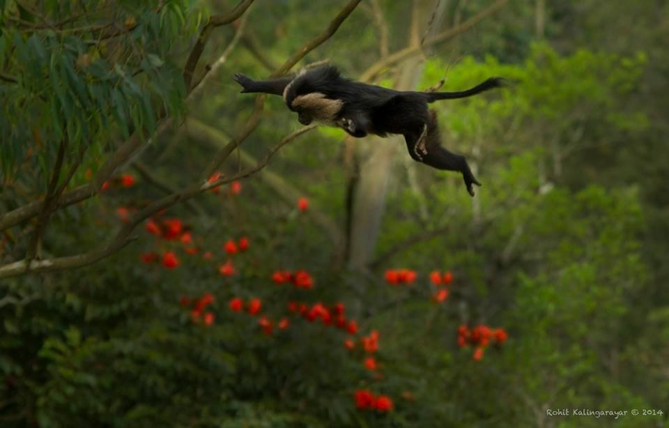 Lion Tailed Macaque, LTM, Pollachi Papyrus, Icons of Anamalais, Anamalai Tiger Reserve, primate, puthuthottam, valparai,