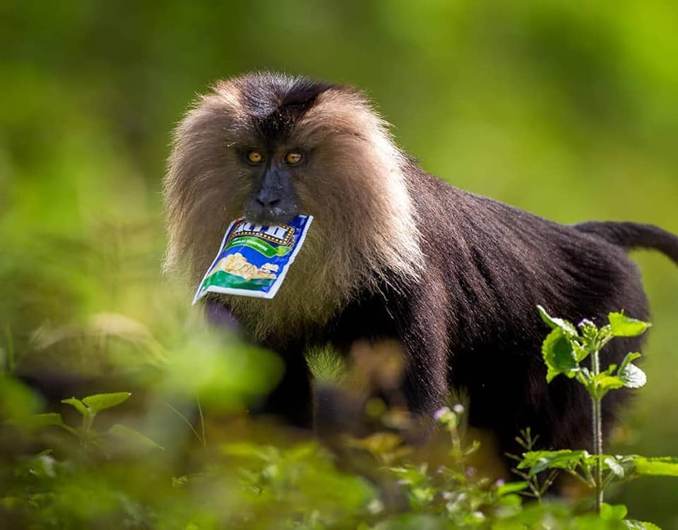 Lion Tailed Macaque, LTM, Pollachi Papyrus, Icons of Anamalais, Anamalai Tiger Reserve, primate, puthuthottam, valparai,