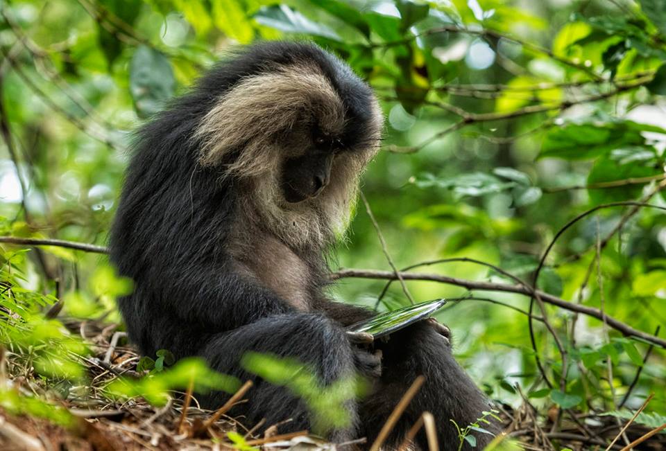 Lion Tailed Macaque, LTM, Pollachi Papyrus, Icons of Anamalais, Anamalai Tiger Reserve, primate, puthuthottam, valparai,