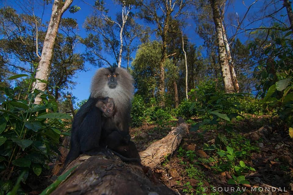 Lion Tailed Macaque, LTM, Pollachi Papyrus, Icons of Anamalais, Anamalai Tiger Reserve, primate, puthuthottam, valparai,