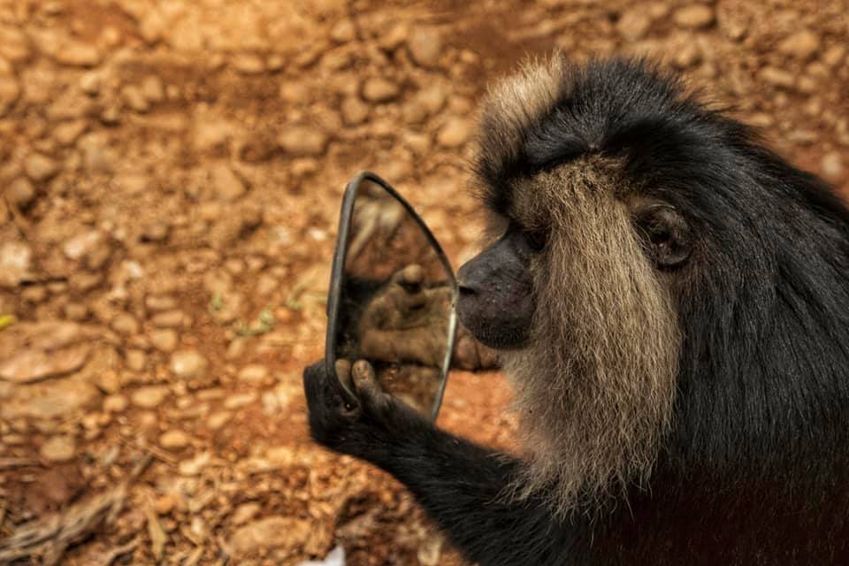 Lion Tailed Macaque, LTM, Pollachi Papyrus, Icons of Anamalais, Anamalai Tiger Reserve, primate, puthuthottam, valparai,