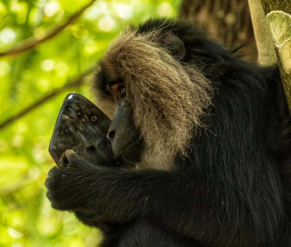 Lion Tailed Macaque, LTM, Pollachi Papyrus, Icons of Anamalais, Anamalai Tiger Reserve, primate, puthuthottam, valparai,