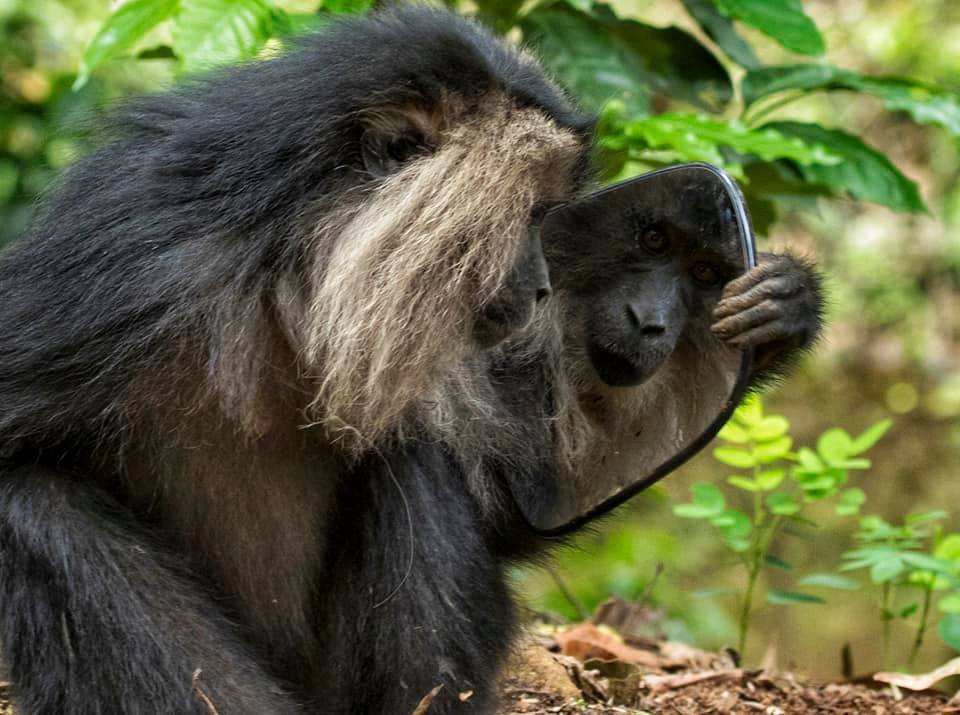 Lion Tailed Macaque, LTM, Pollachi Papyrus, Icons of Anamalais, Anamalai Tiger Reserve, primate, puthuthottam, valparai,