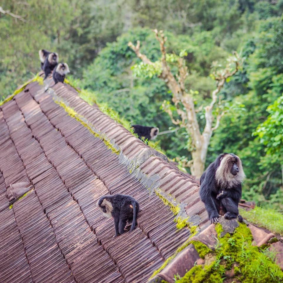 Lion Tailed Macaque, LTM, Pollachi Papyrus, Icons of Anamalais, Anamalai Tiger Reserve, primate, puthuthottam, valparai,