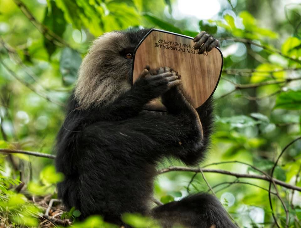 Lion Tailed Macaque, LTM, Pollachi Papyrus, Icons of Anamalais, Anamalai Tiger Reserve, primate, puthuthottam, valparai,