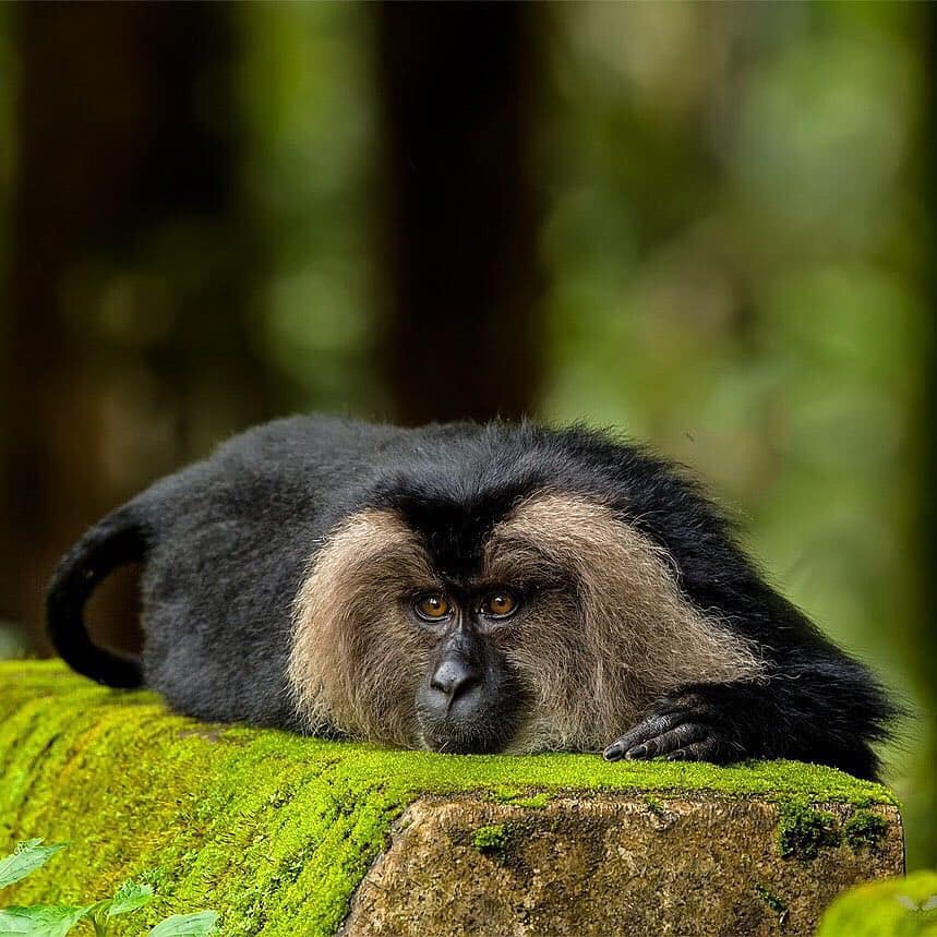 Lion Tailed Macaque, LTM, Pollachi Papyrus, Icons of Anamalais, Anamalai Tiger Reserve, primate, puthuthottam, valparai,