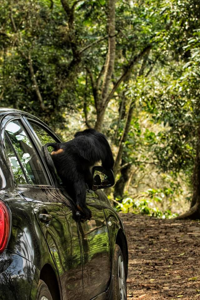 Lion Tailed Macaque, LTM, Pollachi Papyrus, Icons of Anamalais, Anamalai Tiger Reserve, primate, puthuthottam, valparai,