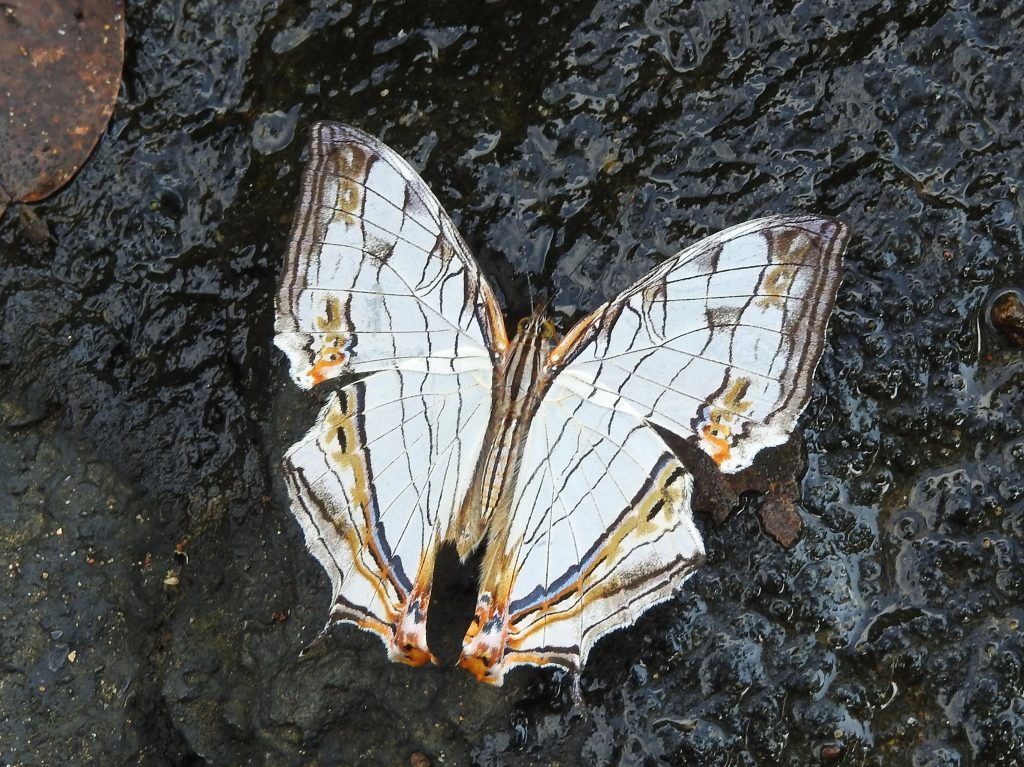 oriental map, common map, butterfly, bird-watching, nature tour, athirapally, valparai, pollachi papyrus, papyrus itineraries, anamalais, anamalai tiger reserve, wildlife photography, nature conservation foundation, ncf, road trip