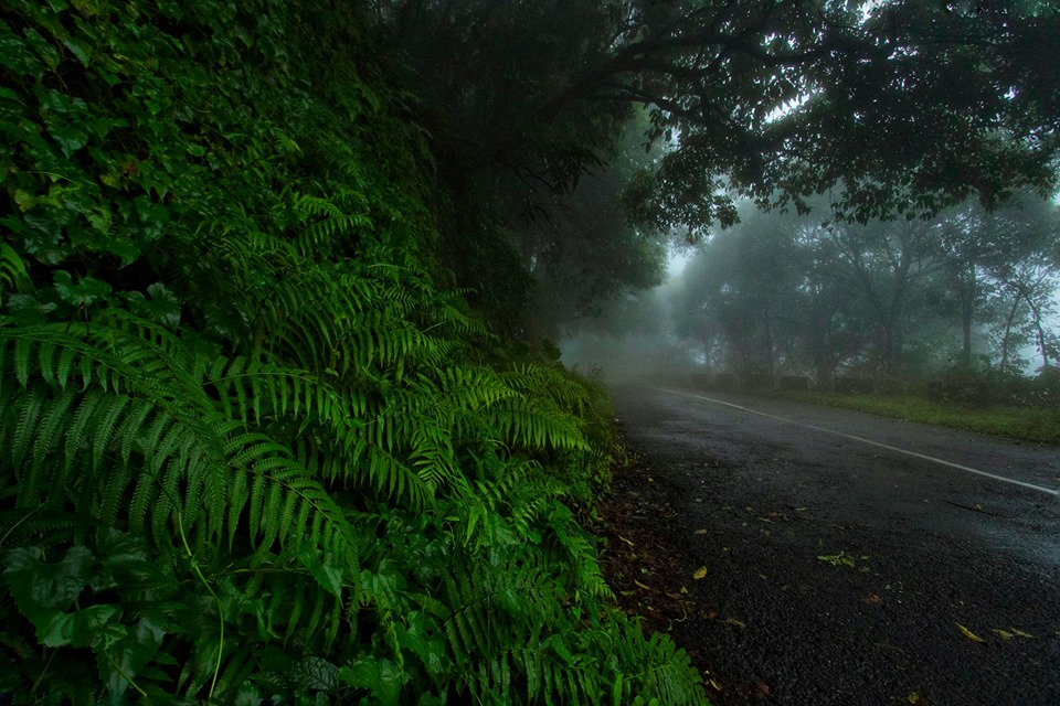 ferns, roadside, maidenhair, trifoliate, bird-watching, nature tour, athirapally, valparai, pollachi papyrus, papyrus itineraries, anamalais, anamalai tiger reserve, wildlife photography, nature conservation foundation, ncf, road trip