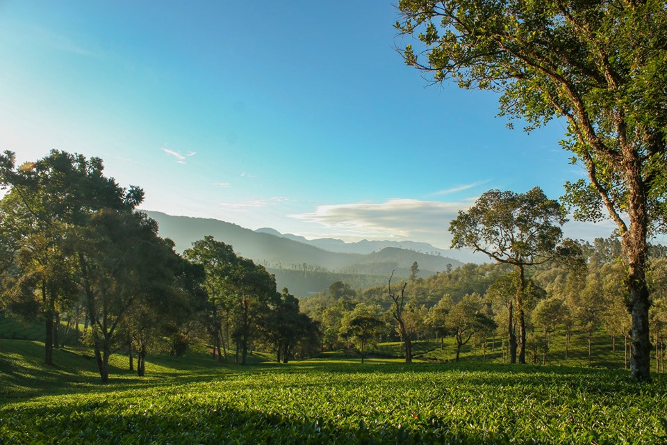 valparai, tea estate, laborers, athirapally, valparai, pollachi papyrus, papyrus itineraries, anamalais, anamalai tiger reserve, wildlife photography, nature conservation foundation, ncf, road trip