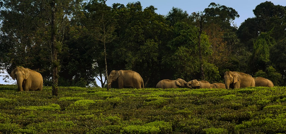 asian elephant, human elephant conflict, nature tour, athirapally, valparai, pollachi papyrus, papyrus itineraries, anamalais, anamalai tiger reserve, wildlife photography, nature conservation foundation, ncf, road trip